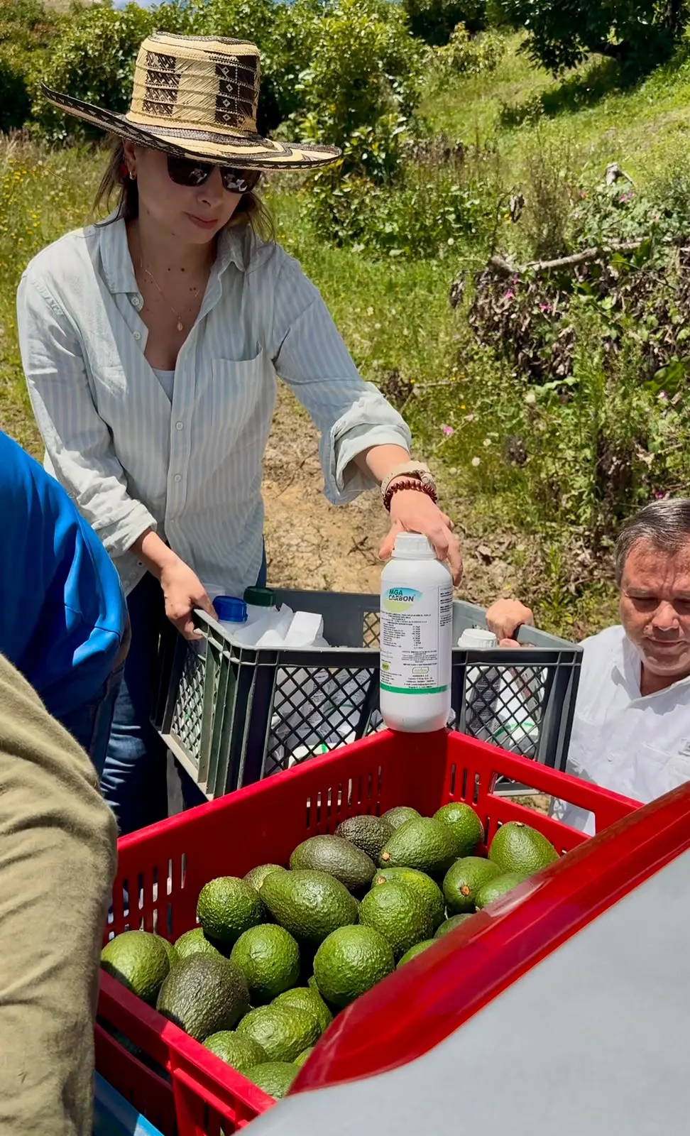 Acompañamiento Fertinutri durante la cosecha de aguacate