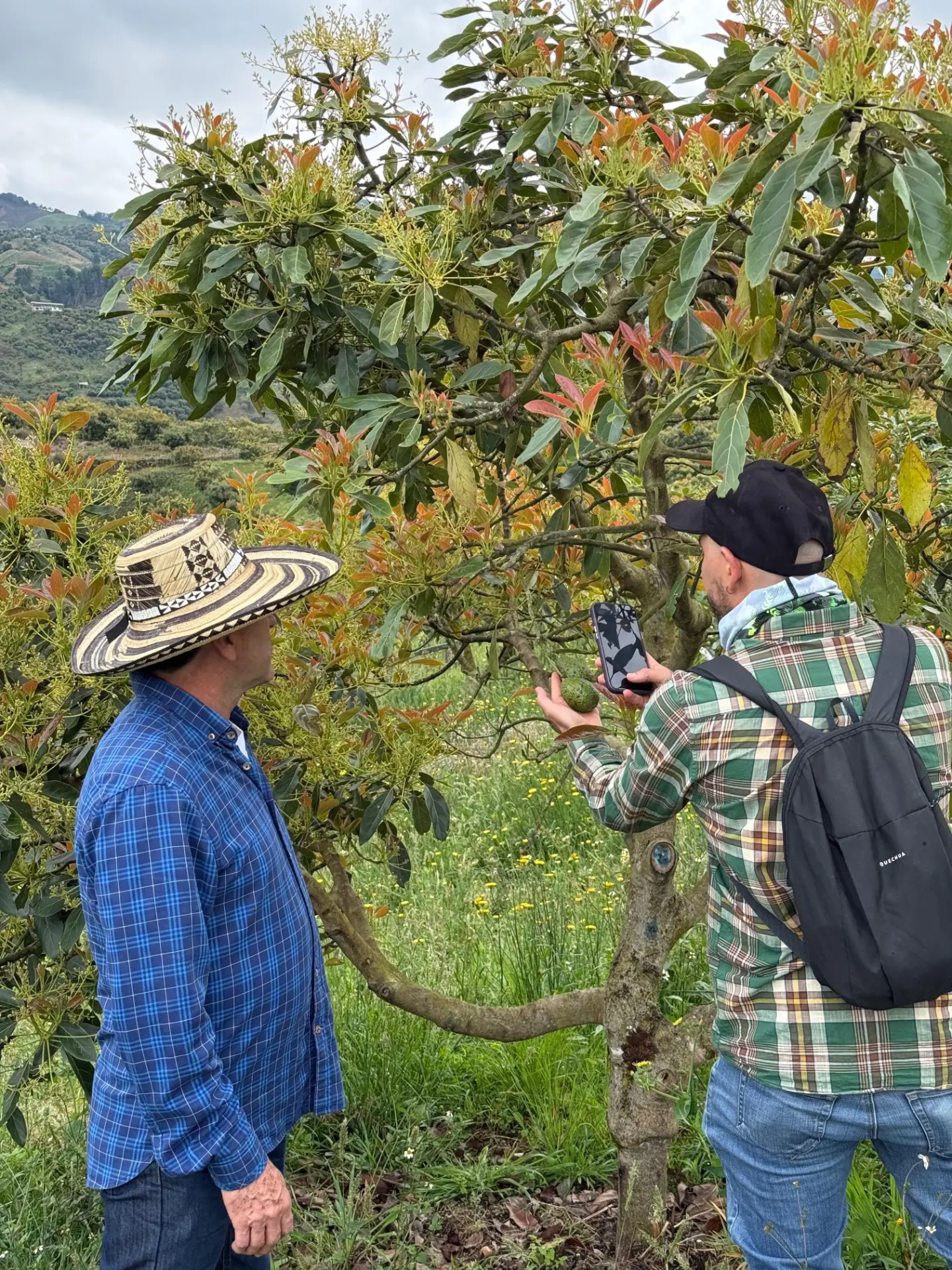 Productor y asesor evaluando un fruto de aguacate directamente en el árbol