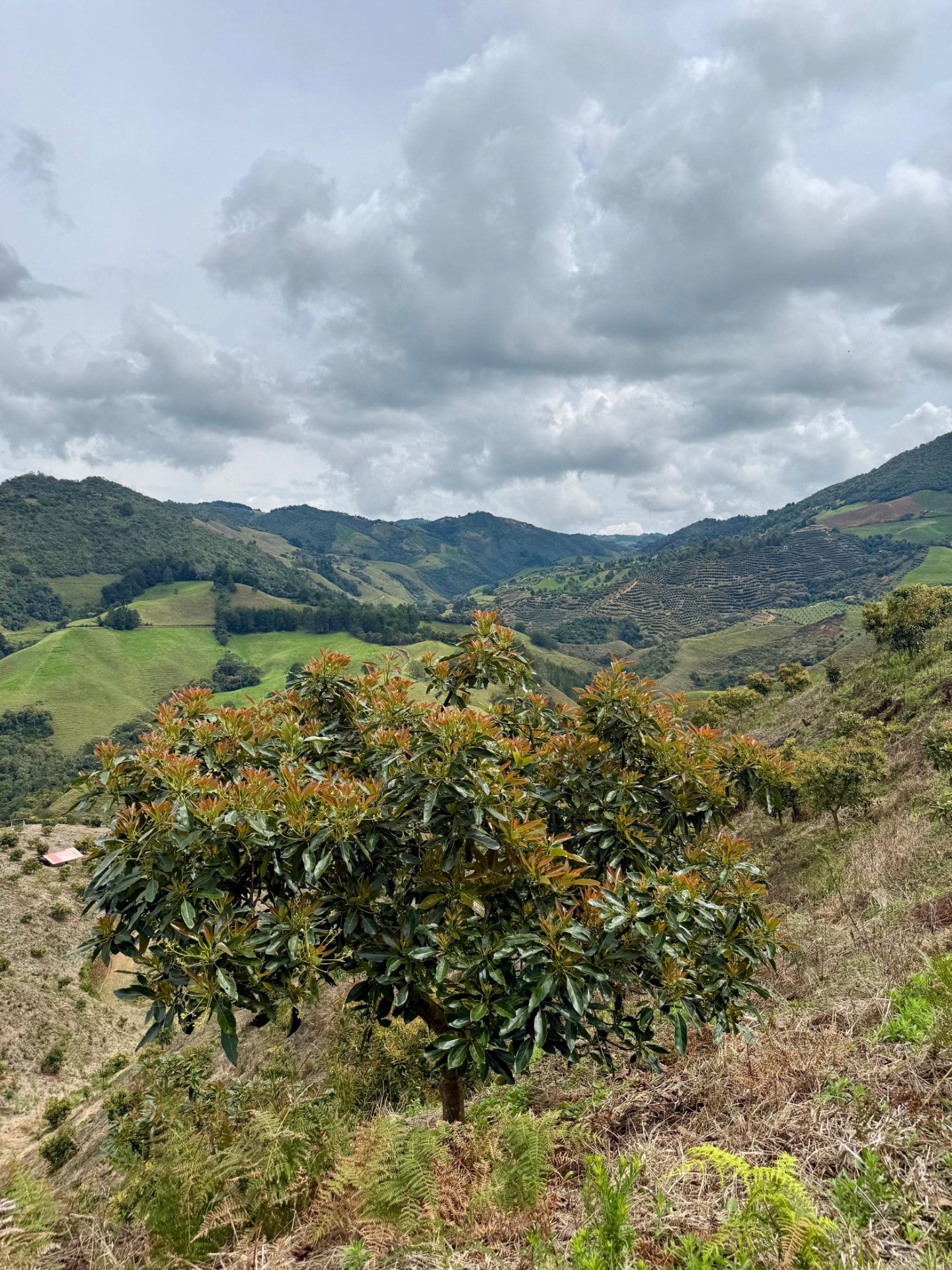 Árbol de aguacate en brotación sobre el paisaje de montaña