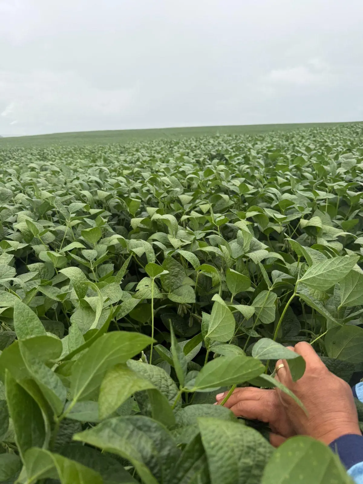 Cultivo de soya en Brasil durante una evaluación agronómica