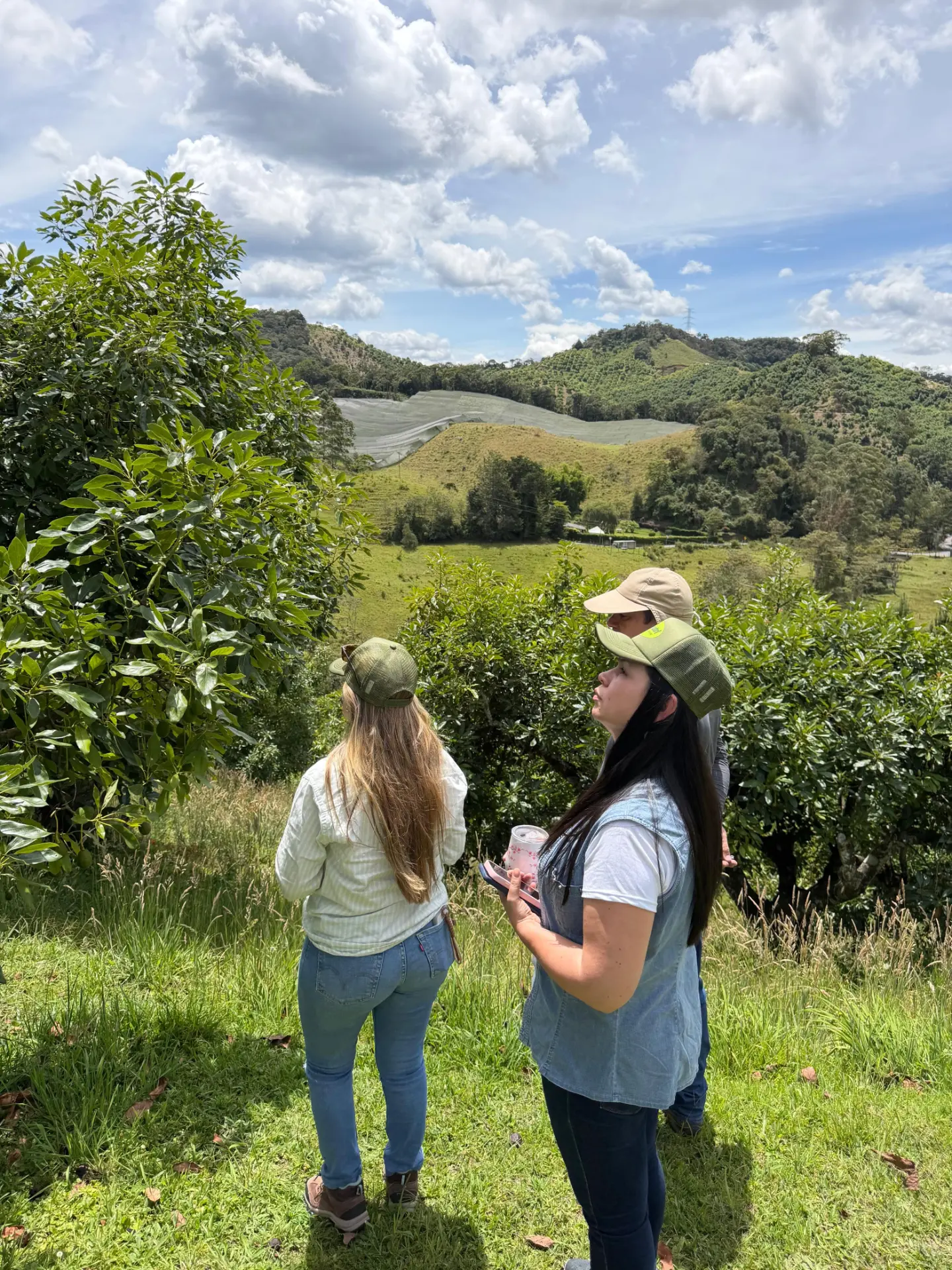 Equipo técnico de Fertinutri recorriendo un cultivo de aguacate en la montaña