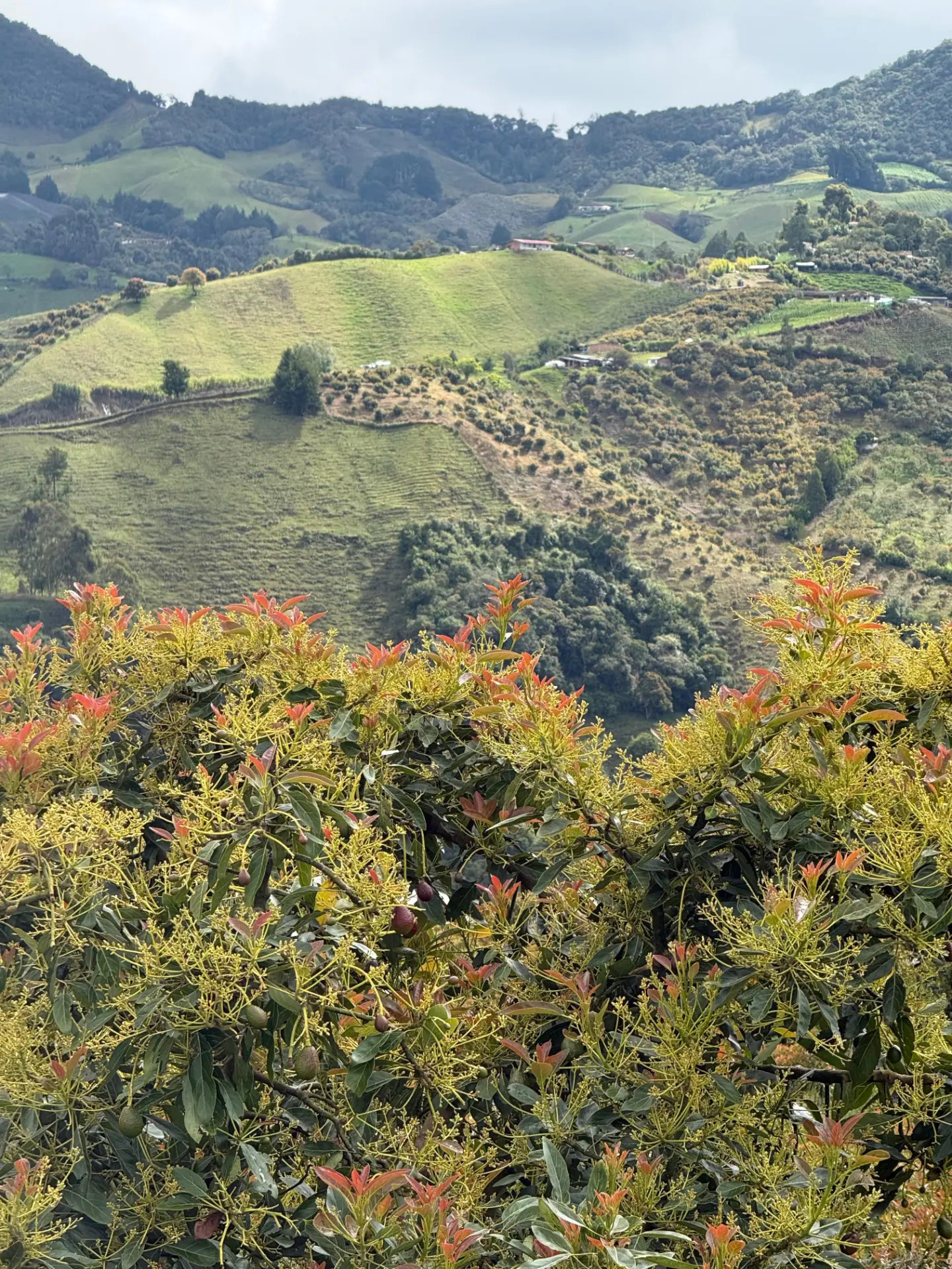Cultivo de aguacate en floración sobre las montañas de Colombia