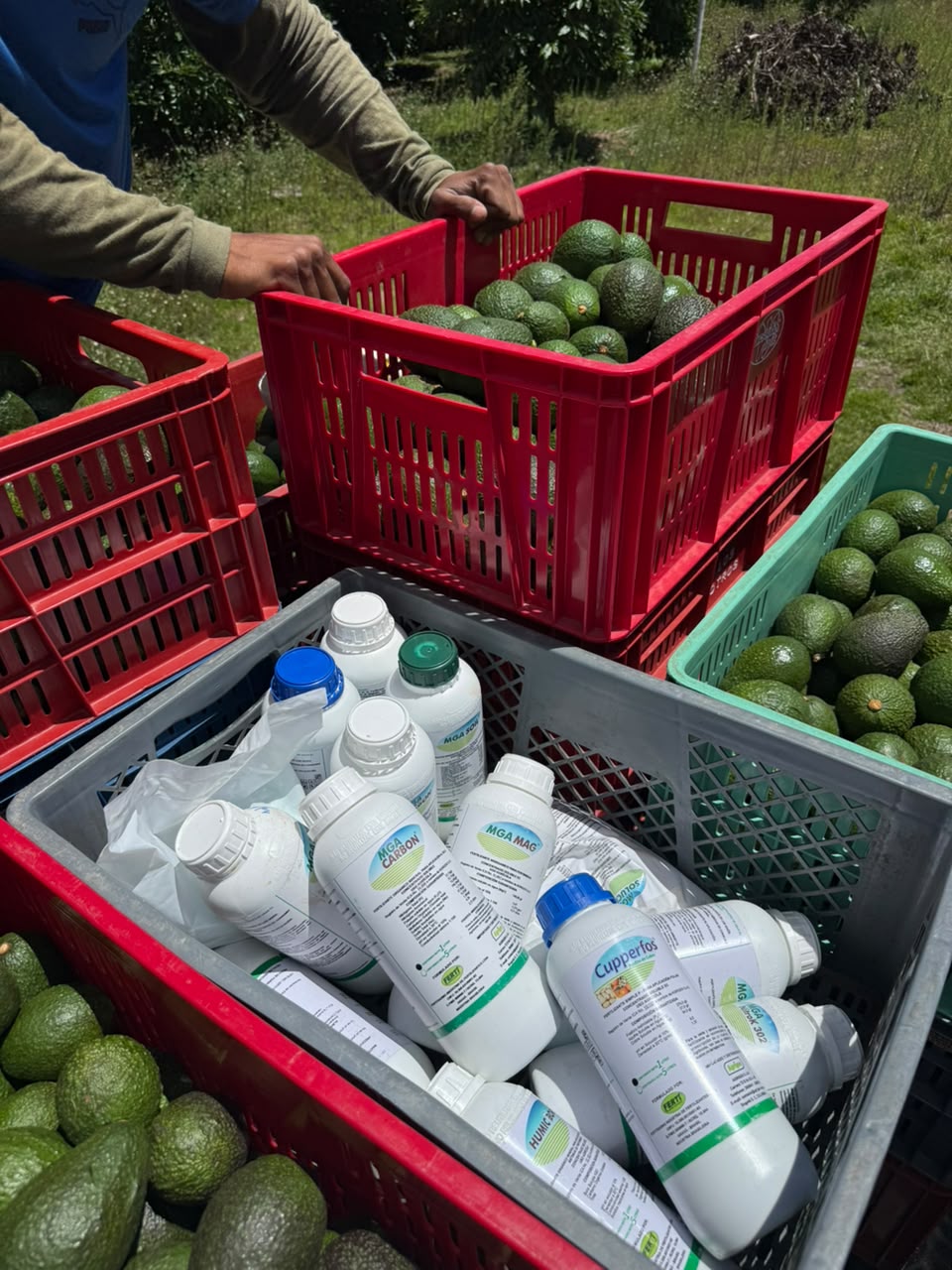 Canastillas de aguacate Hass recién cosechado junto a productos Fertinutri